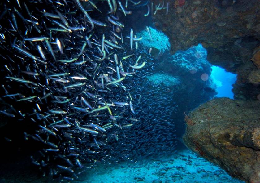 school of silversides swimming