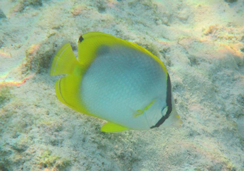 spotfin butterfly fish