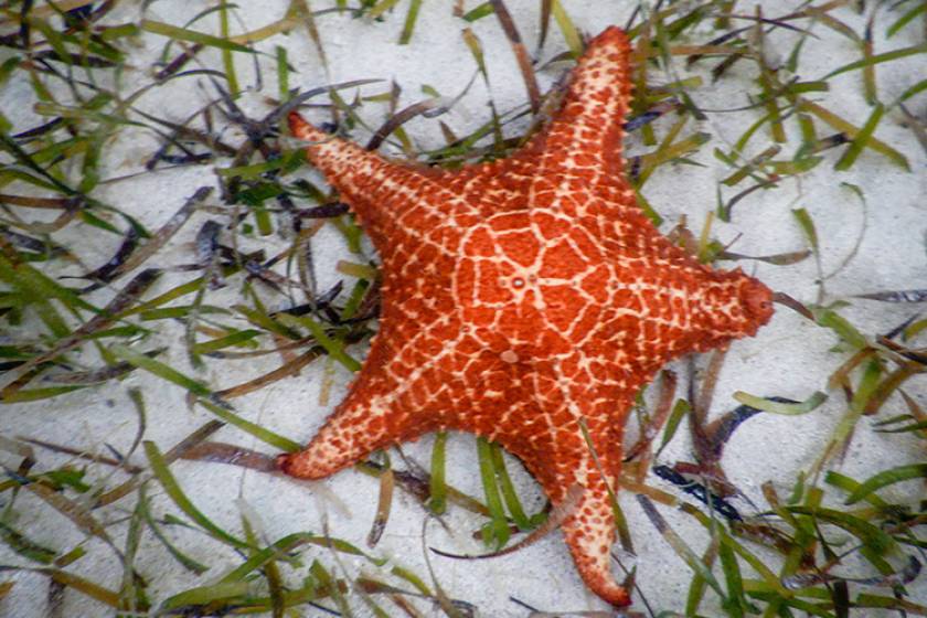 bright orange starfish