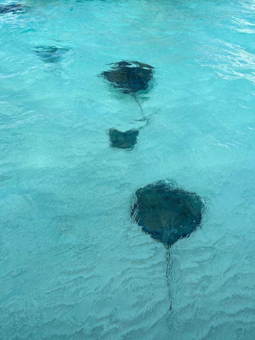 male and female stingrays