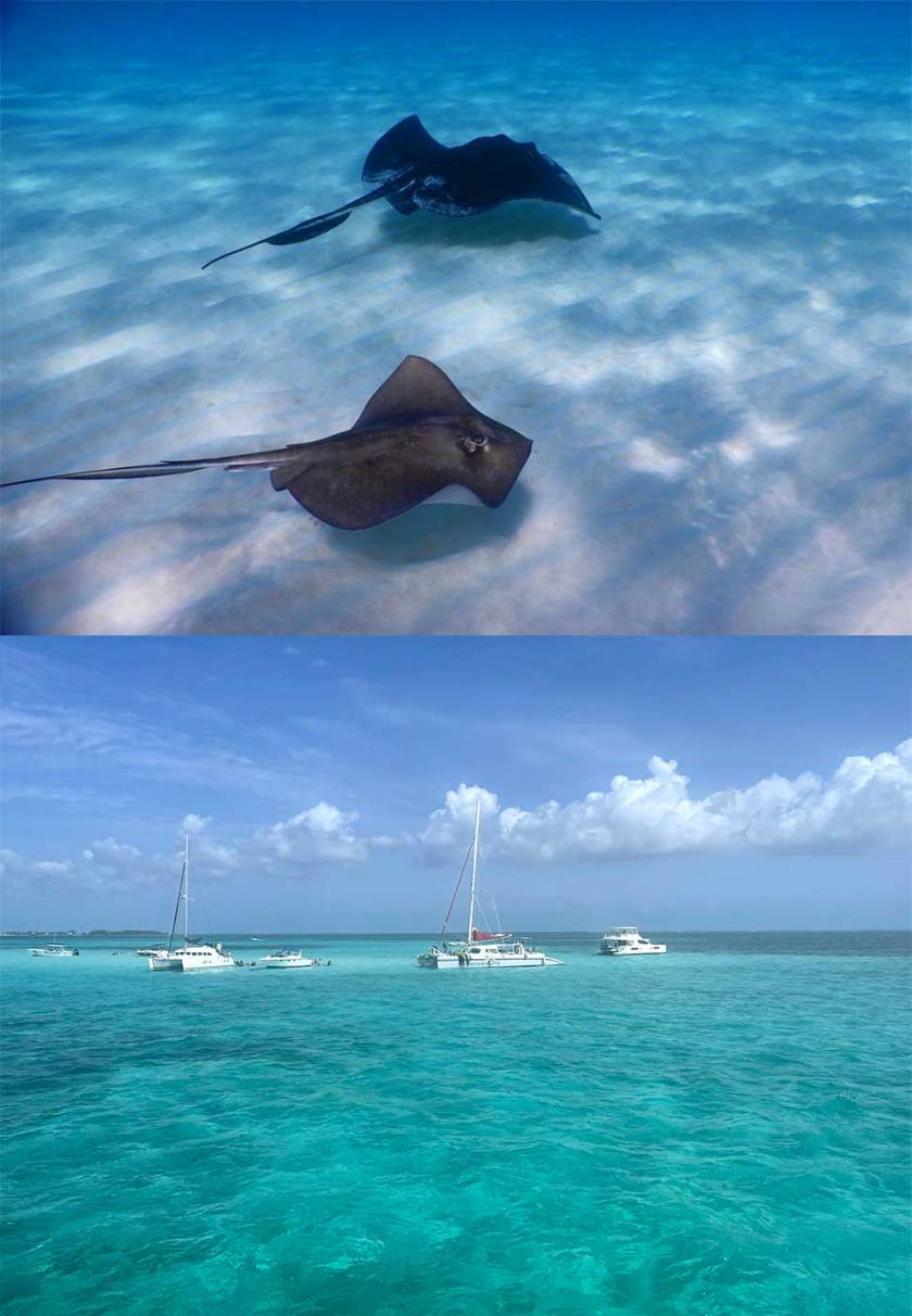 stingrays and tour boats