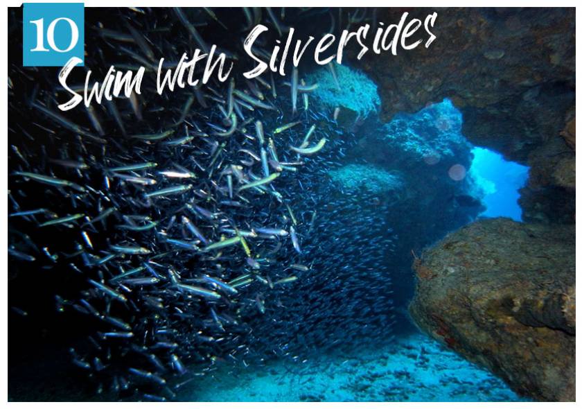 silversides