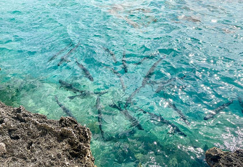 tarpon swimming in bright blue water near ironshore