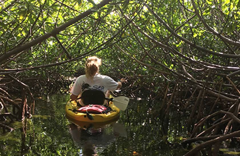 mangrove kayaker