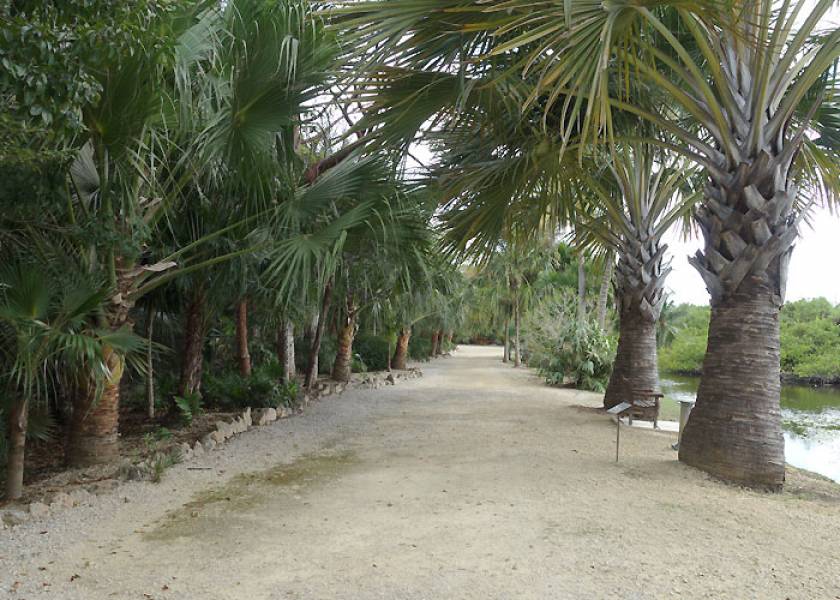 trees on trail