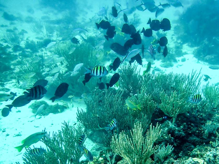 colorful fish swimming around coral