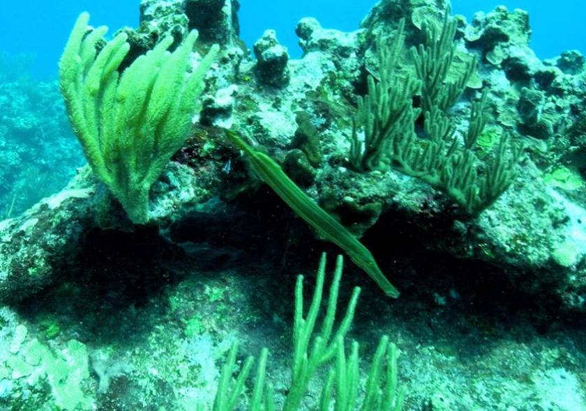 Trumpetfish