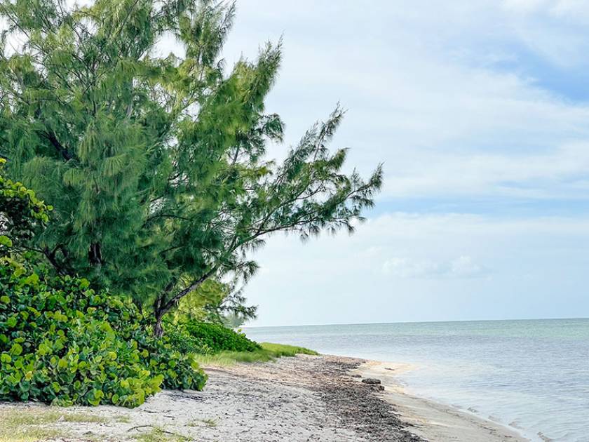 tropical view of trees and ocean