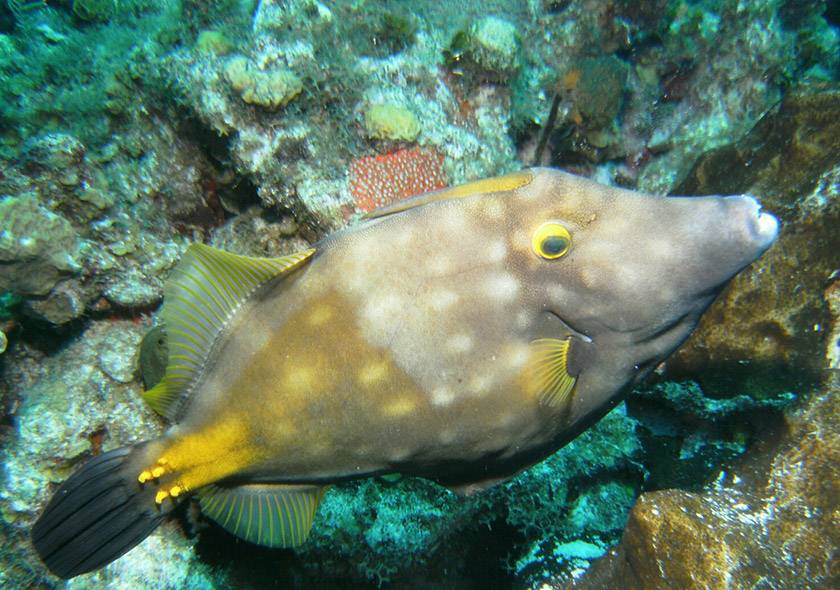 whitespotted filefish in cayman